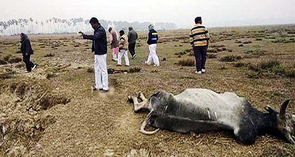 गोरखपुर : सीएम योगी के ड्रीम प्रोजेक्ट में 40 गायों की मौत, कथित गौरक्षक मौन !