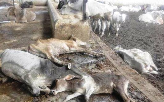 #BJP का वसुंधराराज :जहरीले खाने से भादरा गौशाला में 28 गायों की मौत