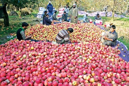 आतंकी धमकियों के बावजूद 500 ट्रक सेब प्रतिदिन निकलता है कश्मीर से